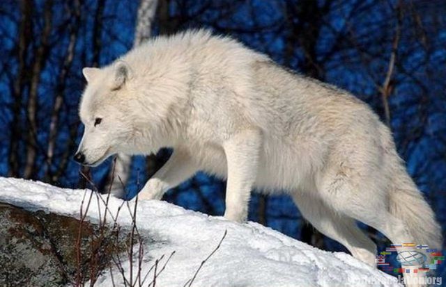 Polar arctic wolf